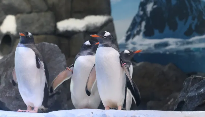 Gentoo Penguins at SEA LIFE London standing in their habitat 