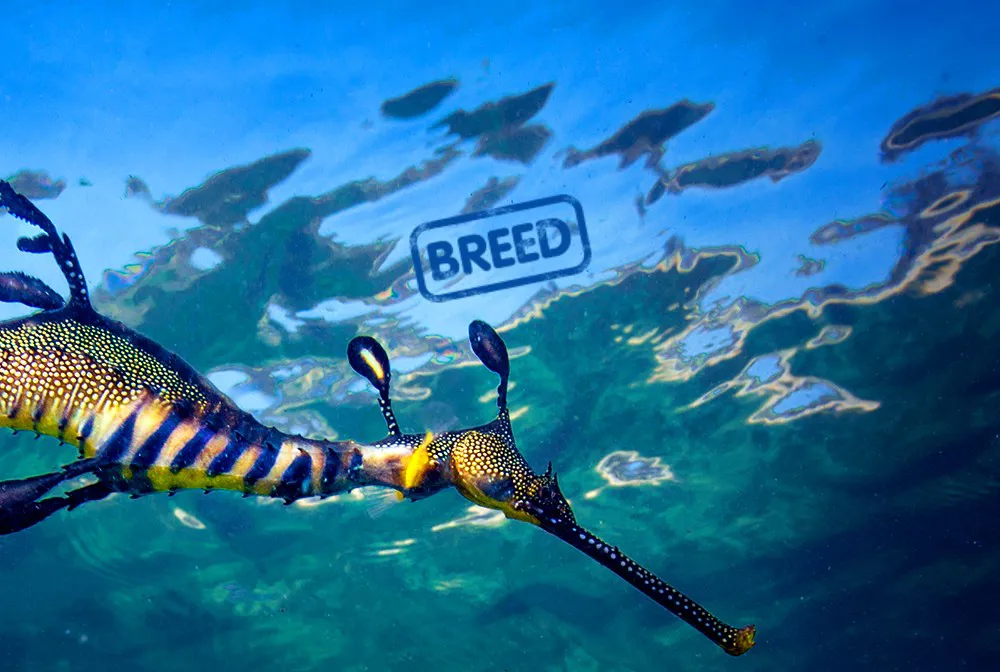 Breed Seadragons