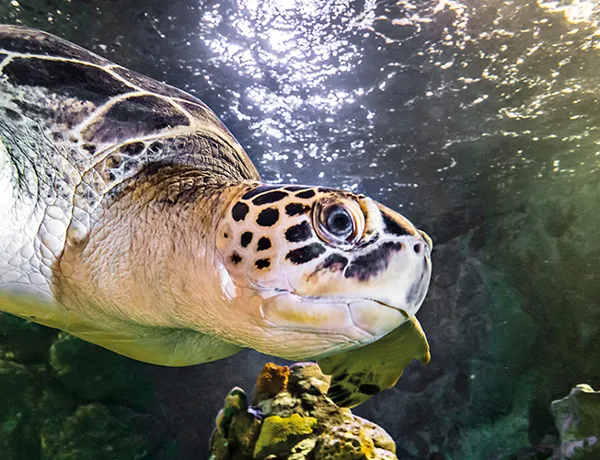 Green Turtle Ticket