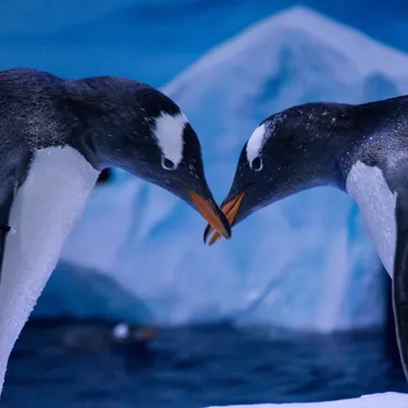 Penguins 1 (29)