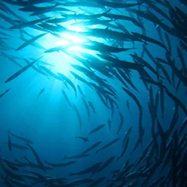 Fish swarm