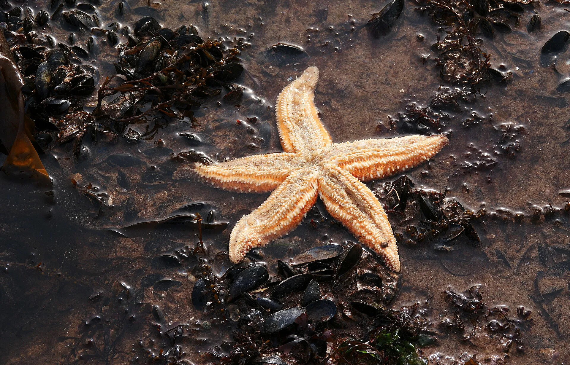 Common Starfish