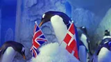 Penguin Video Image