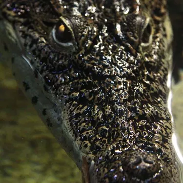 Crocodile face