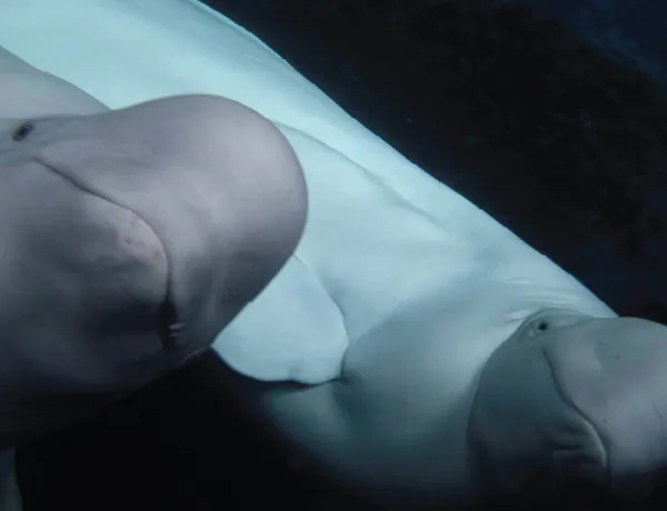 Beluga whales