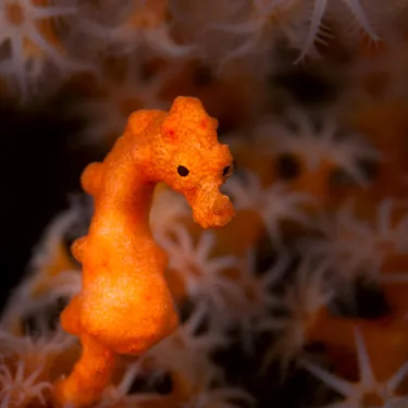 Orange seahorse