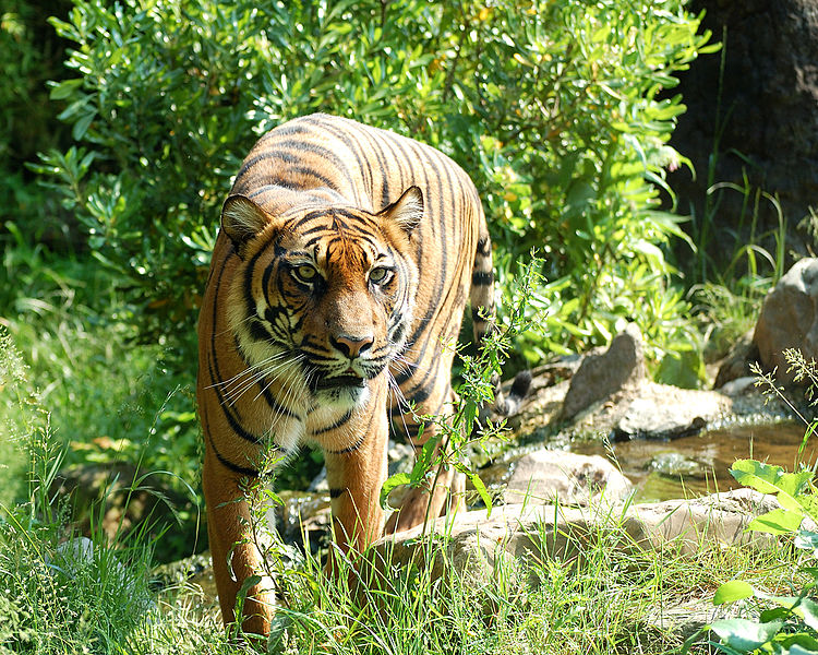 Sumatraanse Tiger