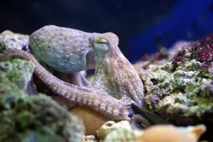 Octopus Vulgaris