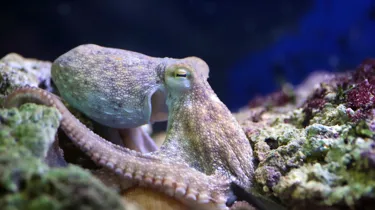 Octopus Vulgaris