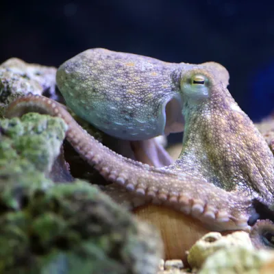 Octopus Vulgaris