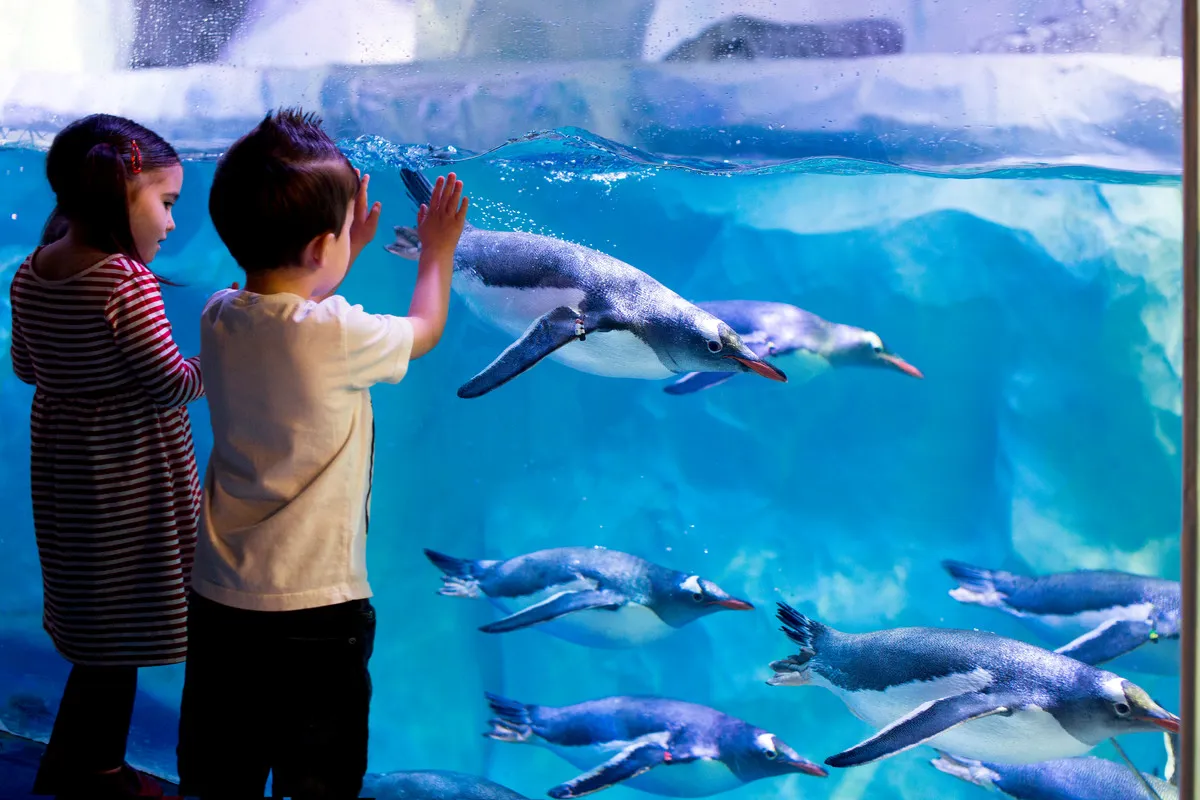 Kids W Penguins5