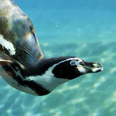 Swimming Penguin