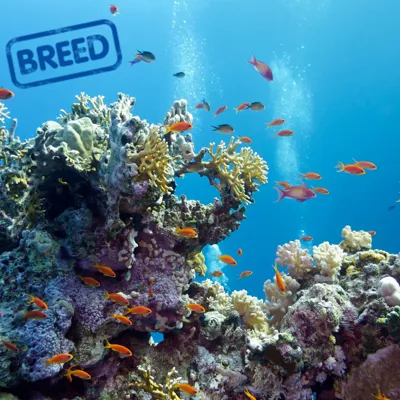 Breed Coral Reefs