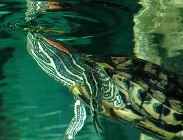 Terrapin