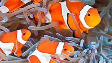 Orange clownfish