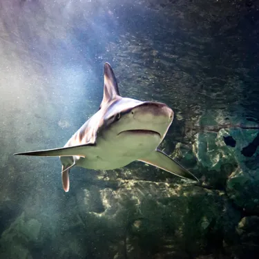 Black Tip Reef Sharks