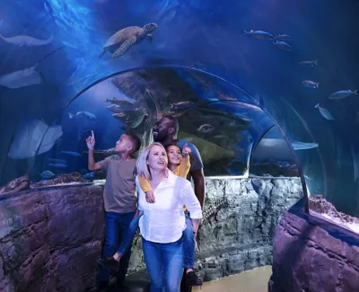 VIP unique experiences at Sea Life London