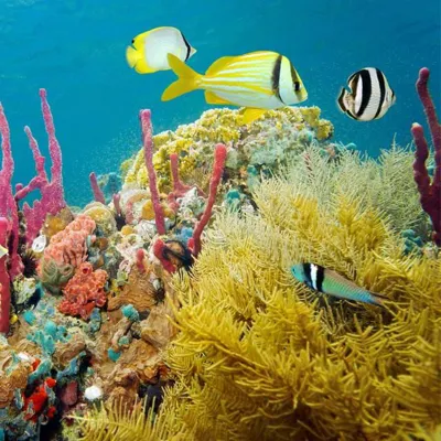 Colour fish and coral reefs
