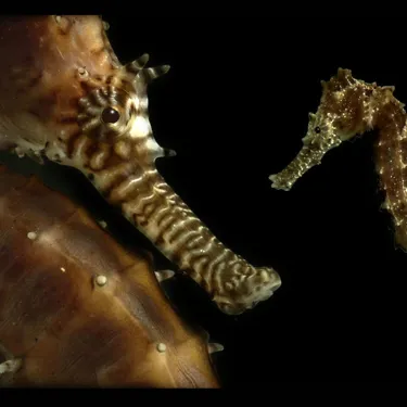 Baby Seahorse