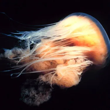 Jellyfish Cyanea Capillata