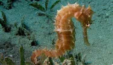 Seahorse SL Blog Mobile