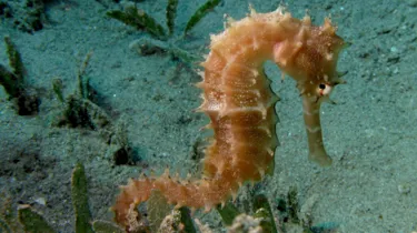 Seahorse SL Blog Mobile