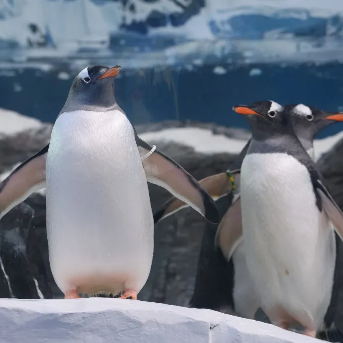 Gentoo Penguins at SEA LIFE London standing in their habitat 