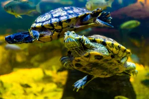 Terrapins