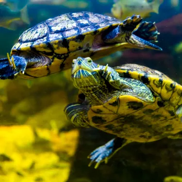 Terrapins