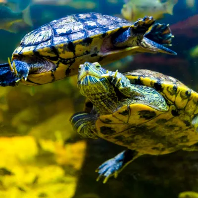 Terrapins