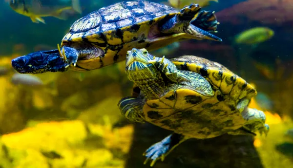 Terrapins