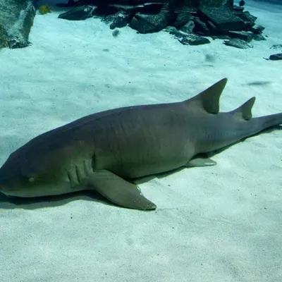 Nurse Shark