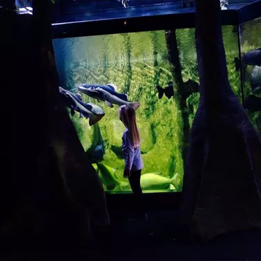 Girl At Fish Tank Rainforest