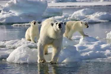 SEA LIFE London Aquarium partners with BBC Earth