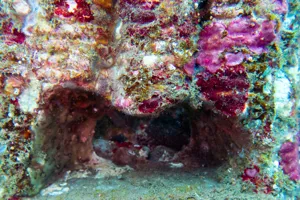 Coral growth on a 3D-moulded structure