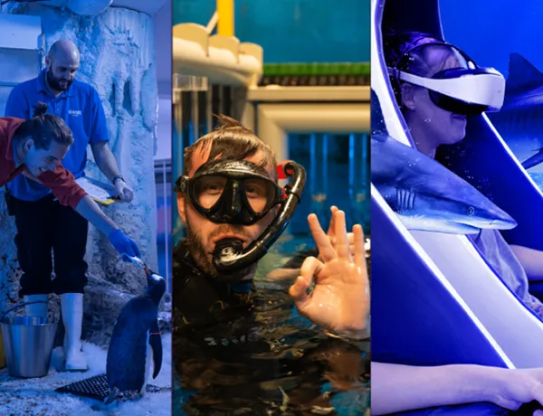 VIP Experiences Homepage