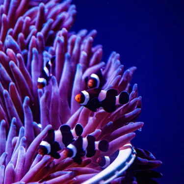 Emo Nemo
