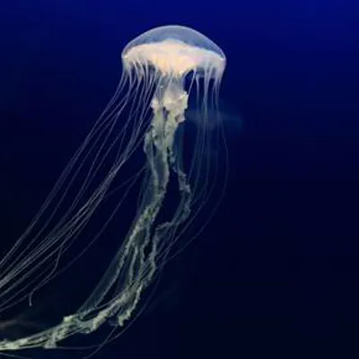 Amakusa Jellyfish
