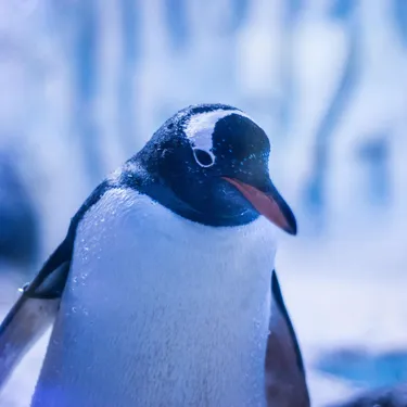 Penguin at SEA LIFE London