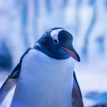 Penguin at SEA LIFE London