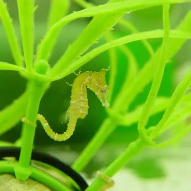 7008 Hippocampus Zosterae