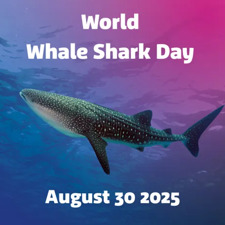 World Whale Shark Day 690 X 690