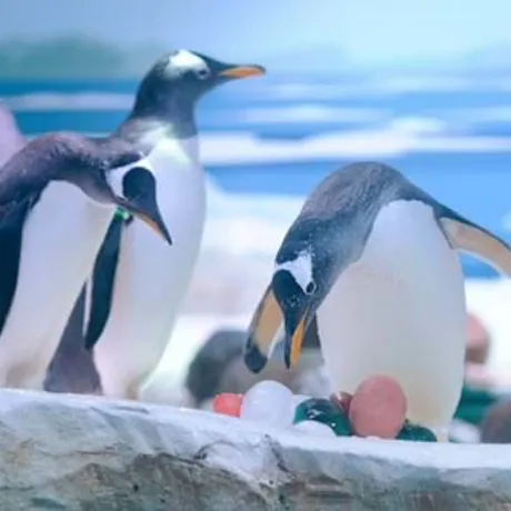 An egg-cellent Easter treat