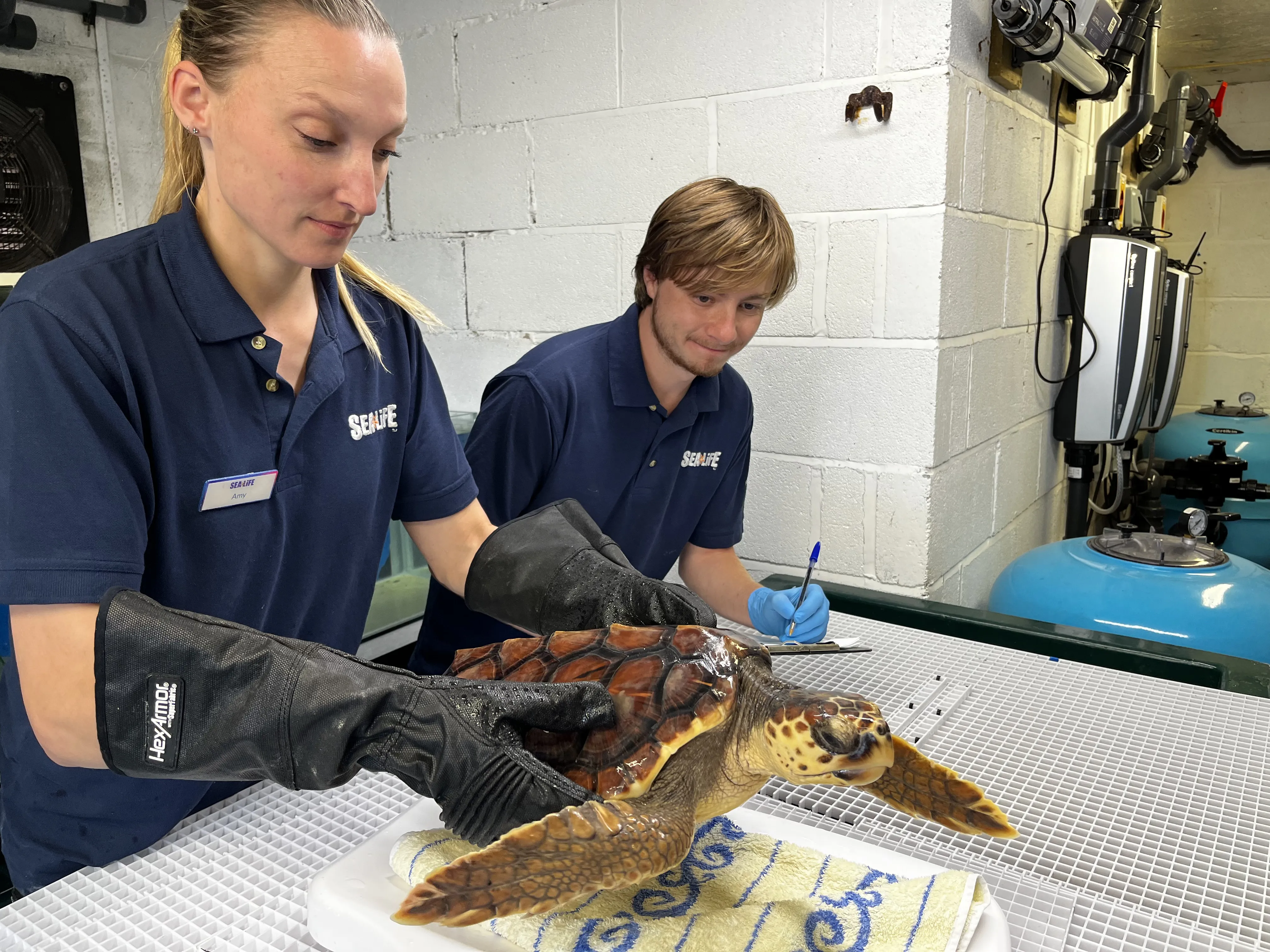 SEA LIFE Scarborough Team Checking Iona Was Part Of Her Rehabilliation