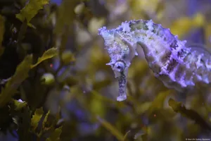 Seahorses
