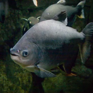 Black Pacu