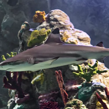 Black Tip Reef Shark