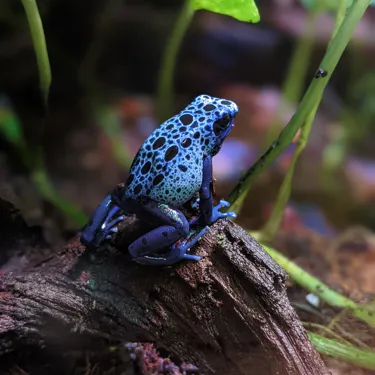 Blue Poision Dart Frog (1)