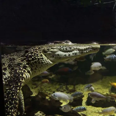 Pearly Crocodile