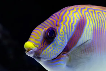 Top 10 facts about Rabbit Fish | SEA LIFE London Aquarium